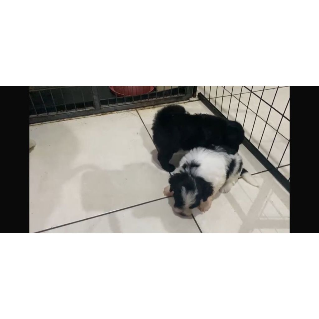 ANJING MALTiPOO PANDA DOG - JANTAN - DOB 23 JAN 2026