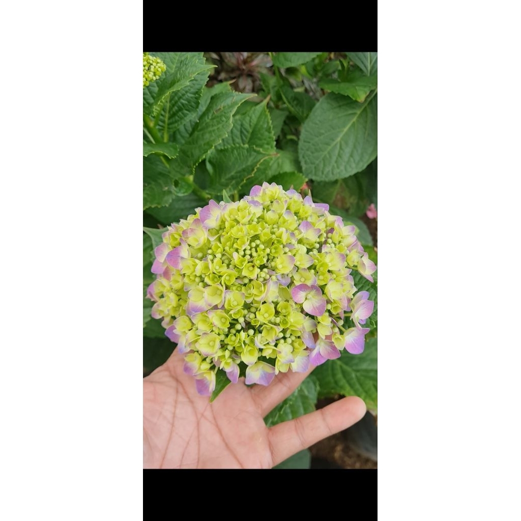 hortensia Import
