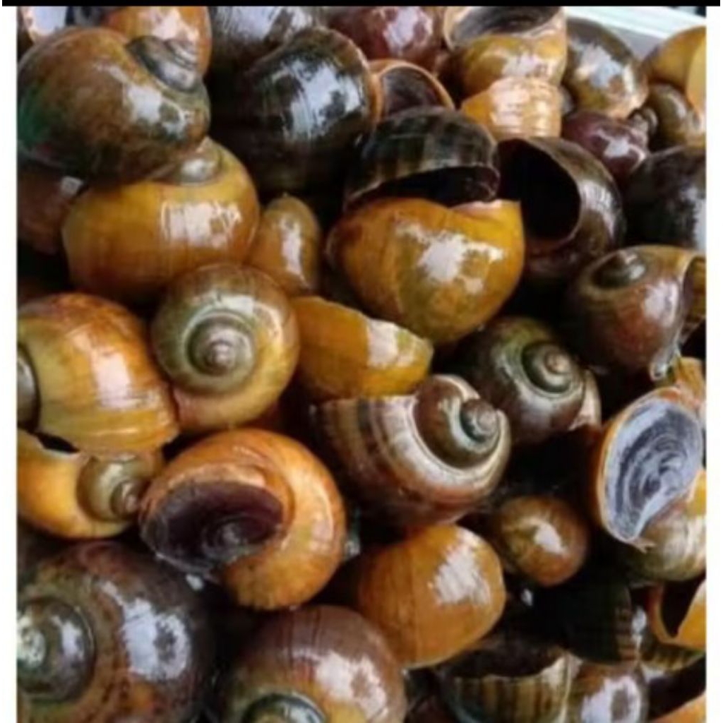 Keong Sawah Hidup 500gram