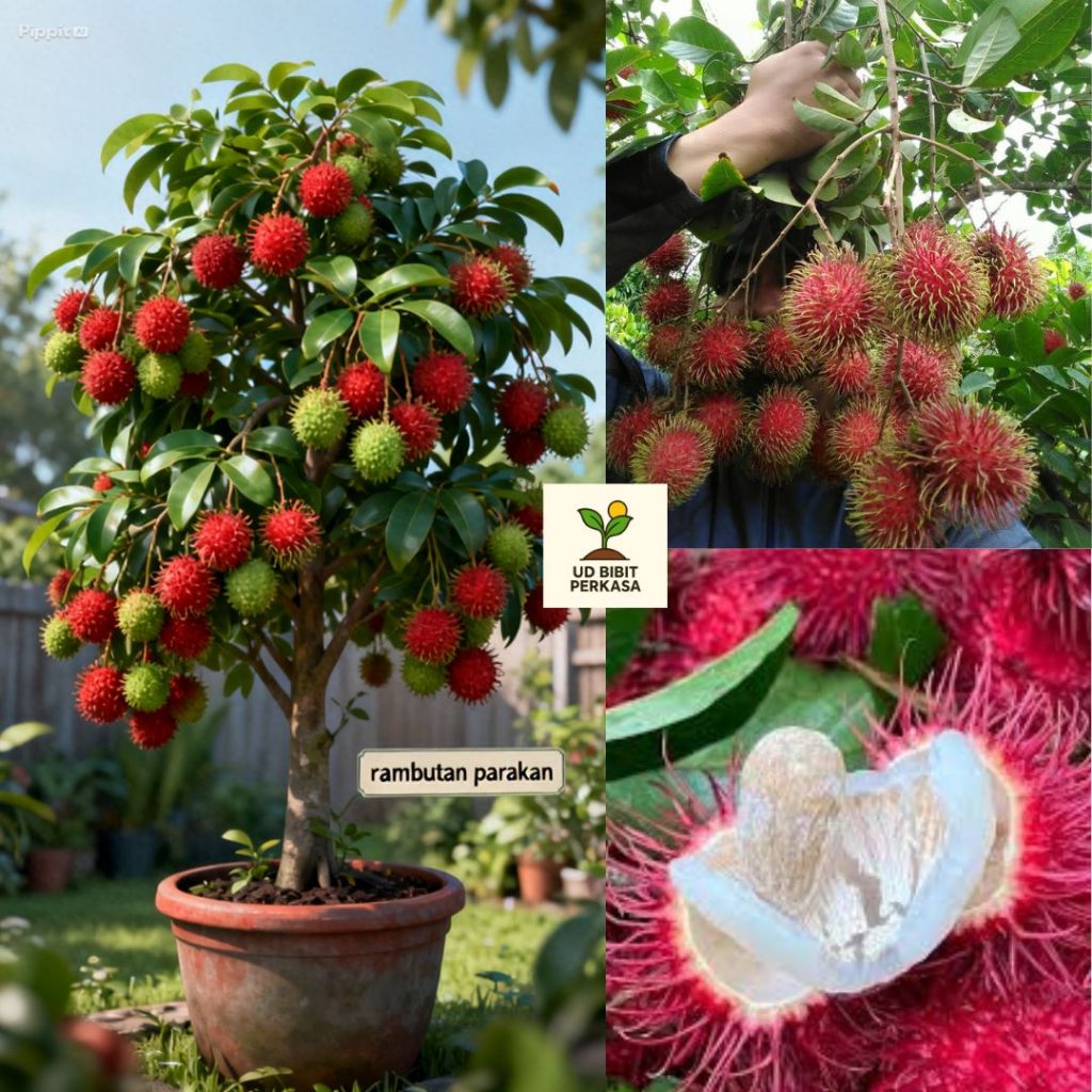 Bibit Rambutan Parakan Cepat Berbuah Siap Ditanam