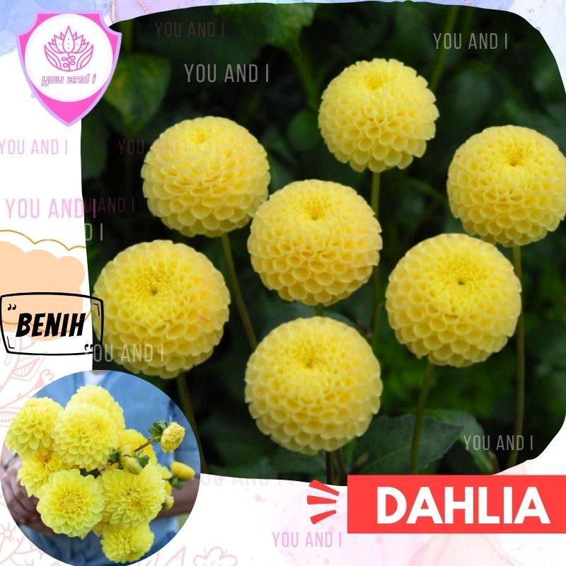 Benih DAHLIA YELLOW - Biji Bibit Bunga