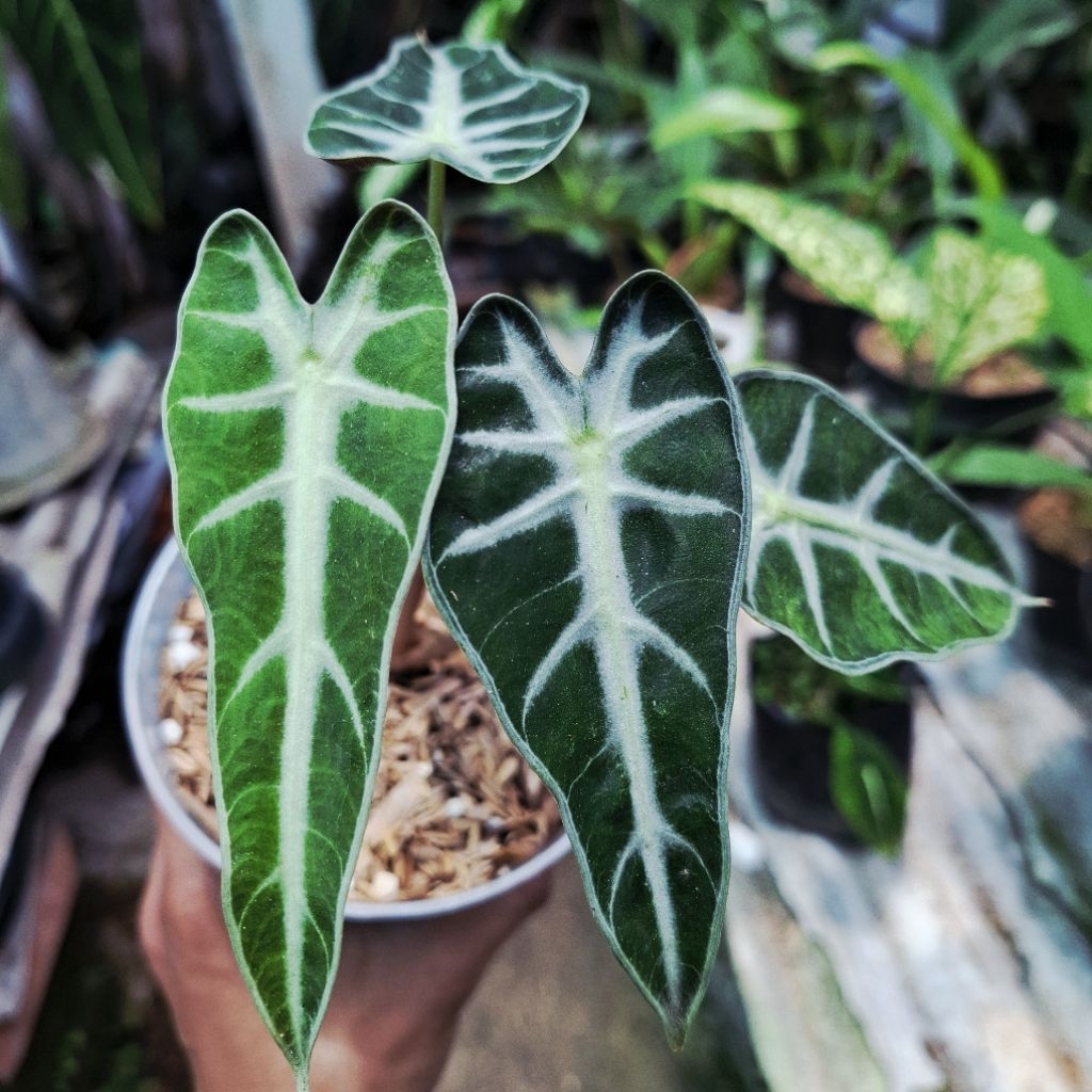 Tanaman Hias Alocasia Bambino / Alokasia Bambino