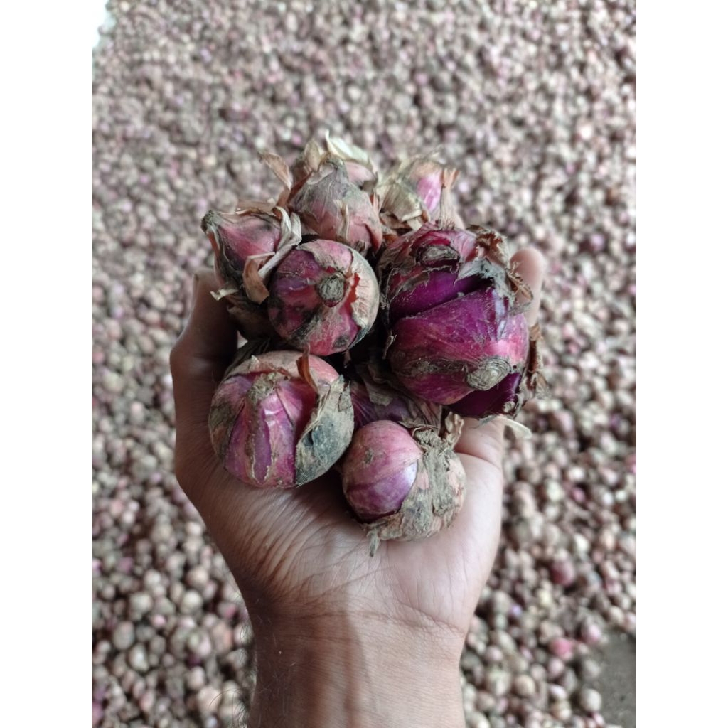 Brambang bawang merah