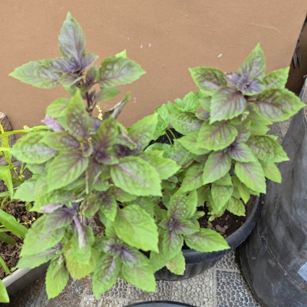basil ungu organik purple basil organik 50 gram