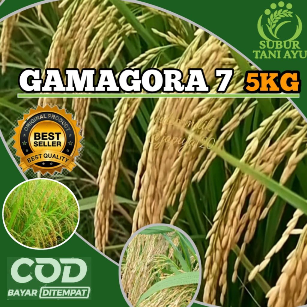 BENIH PADI GAMAGORA 7 SUPER BERKUALITAS UNGGUL KEMASAN 5KG