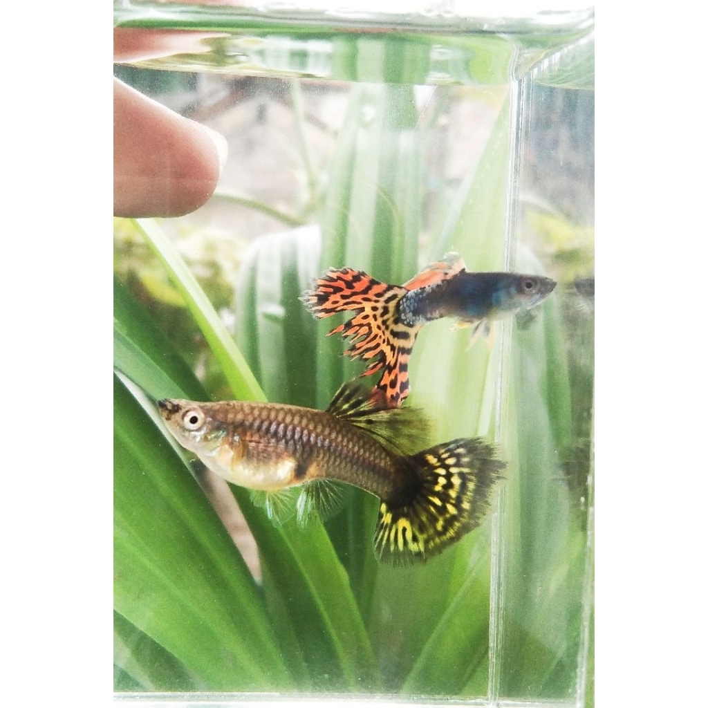 Hiasan aquascape {ikan guppy red dragon Pair}