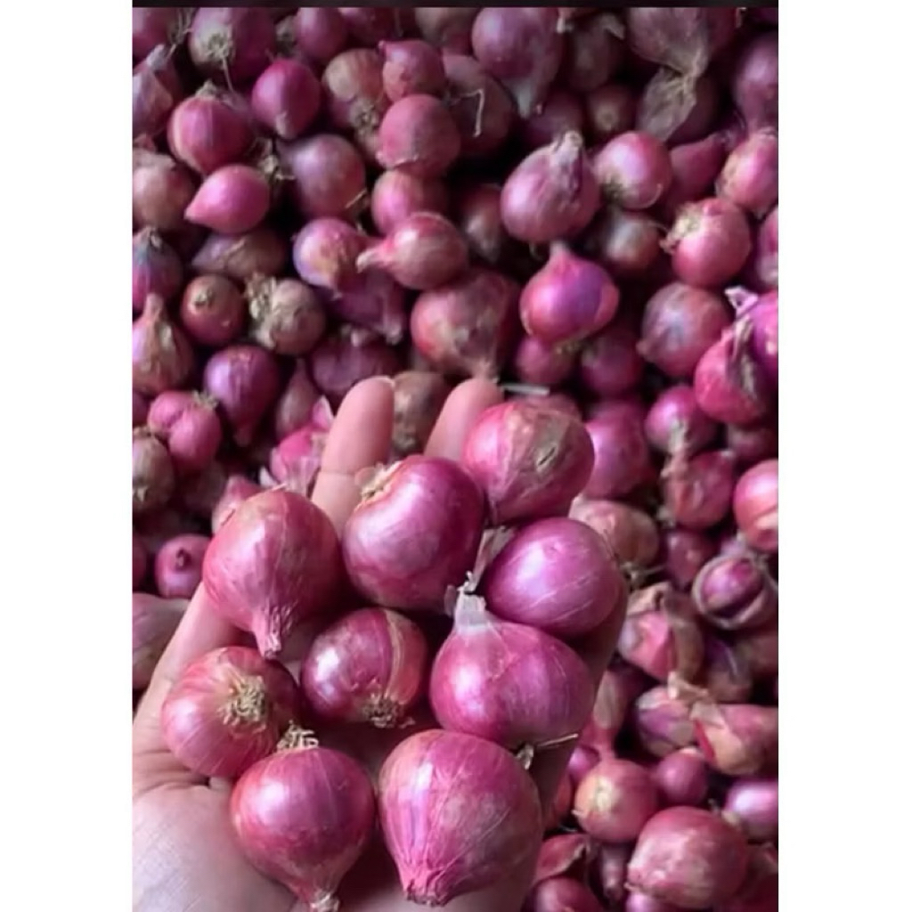 bawang merah super dan kering/ bawang merah murah grosir/bawang merah super kering