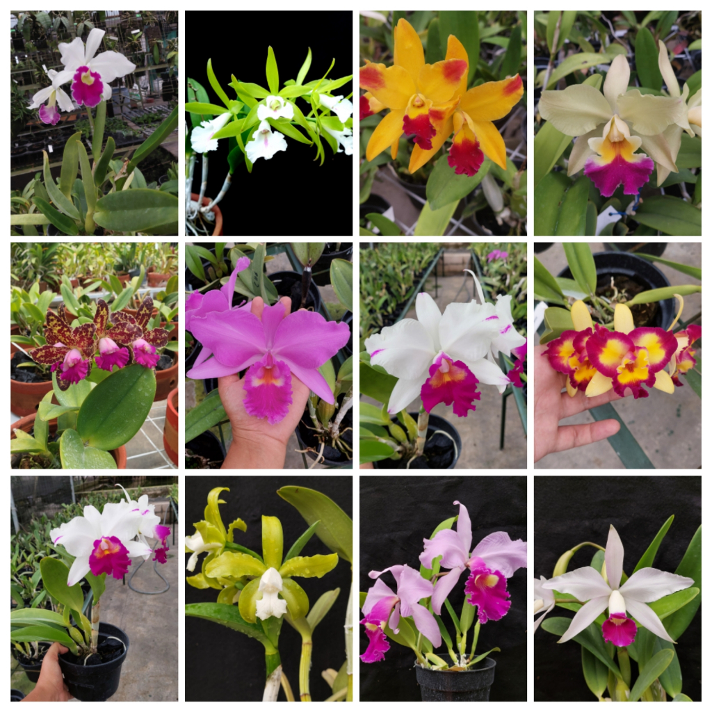 Bibit Anggrek Seedling Catteleya Paket 10 Tanaman | Bibit Anggrek Catteleya Sehat Siap Tanam | Tanam