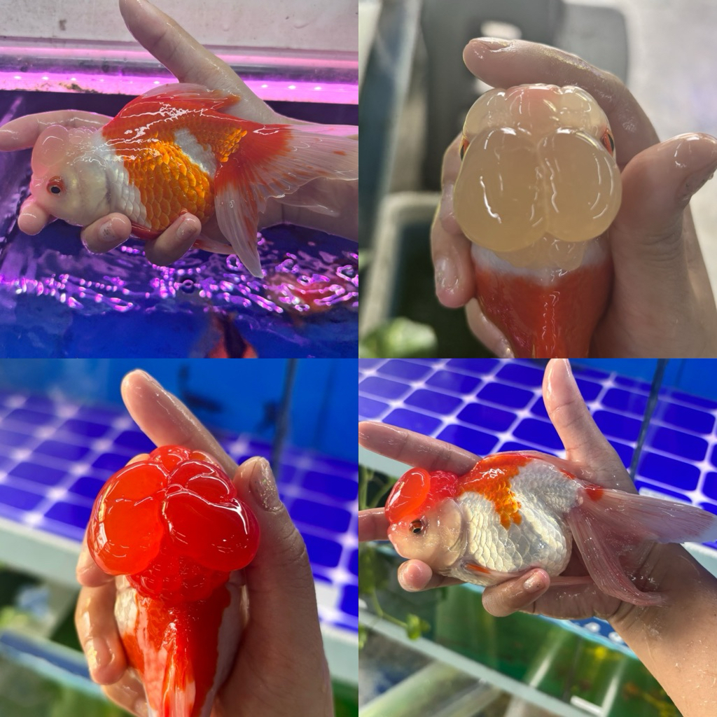 [Chan Aquatic Reguler] Ikan Hias Koki Oranda Cherry Head Size L