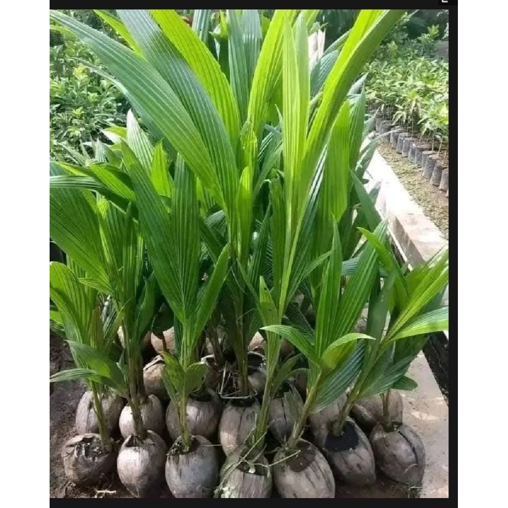 Bibit kelapa hijau hibrida super Genjah ( COD) bibit kelapa pendek hibrida besar batang batok besar