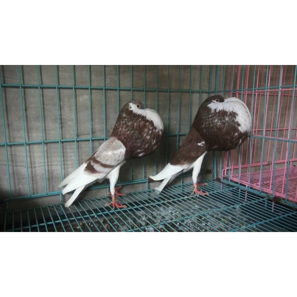 Merpati Hias gondok NORWICH pasangan Dewasa pilihan Siapan Produksi