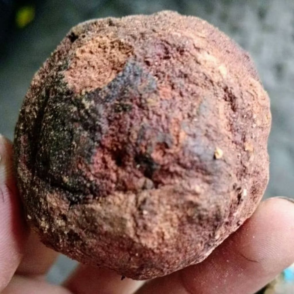 Getah Gambir Herbal Organik Grosir Termurah