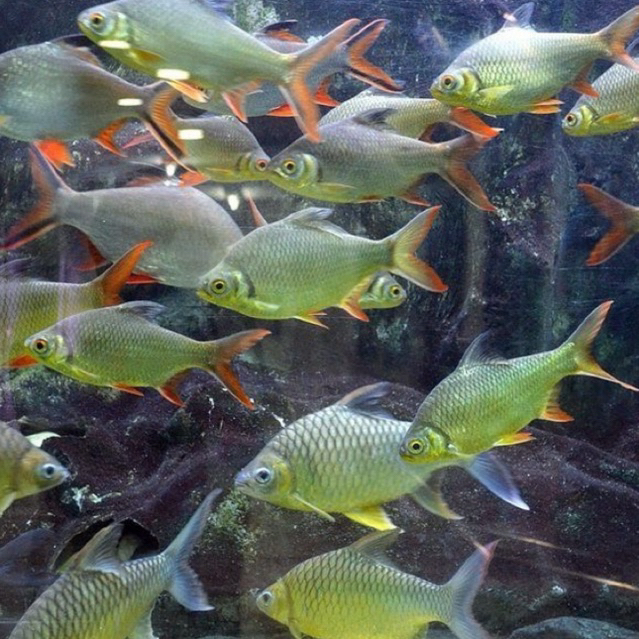 [Chan Aquatic Reguler] Kaviat Bangkok Size 5-7cm