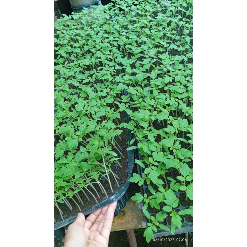 Tray semai plastik,untuk menyemai benih
