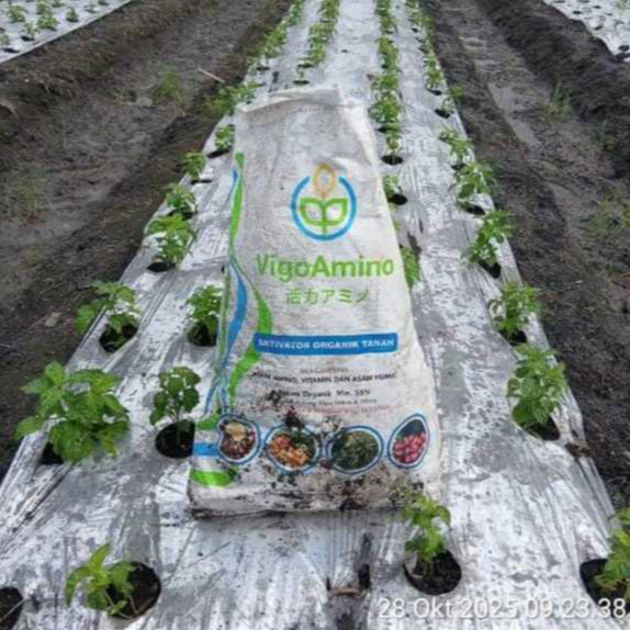 Vigo Amino Pupuk Asam Amino Asam Humat & Vitamin Repack 1kg Mempercepat Pembungaan Pembuahan granul