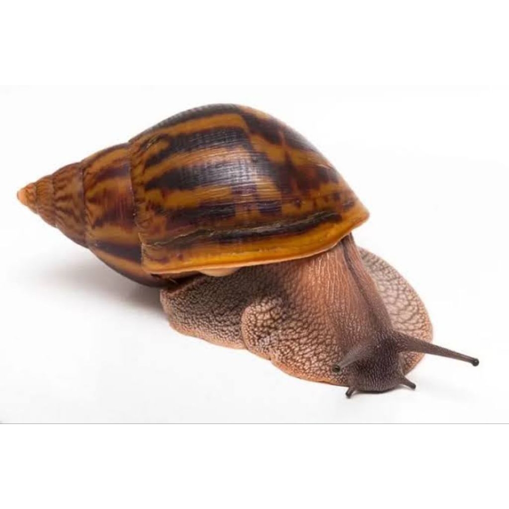 bekicot besar per ekor