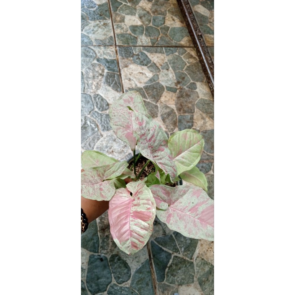 Singonium Milk Confetti