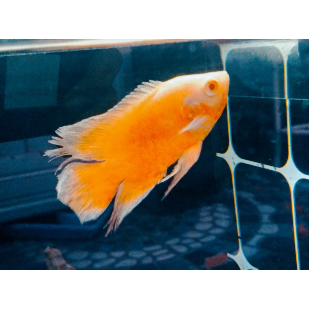 Oscar Red Chili Slayer 10cm