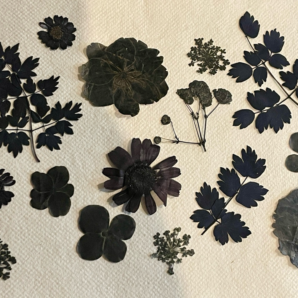 BLACK EDITION BUNGA PRESSED HITAM BUNGA PRESS RESIN ART