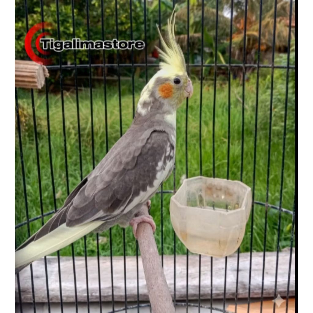 BURUNG FALK PARKIT AUSTRALI WARNA GREY