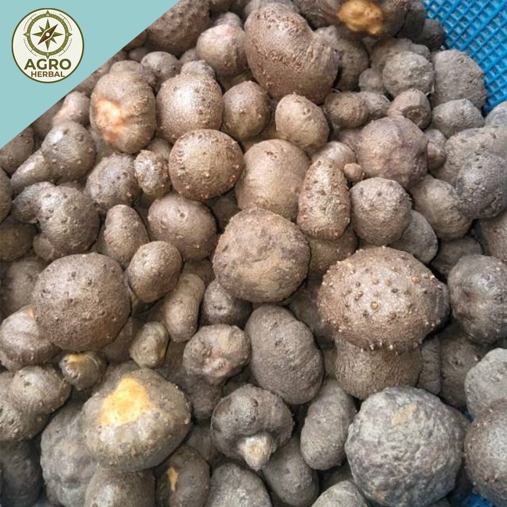 PromoPROMO SPESIAL Bibit Katak Porang Super Unggul 100-200 biji Siap Tanam | 100% Dorman & Anti Jamu