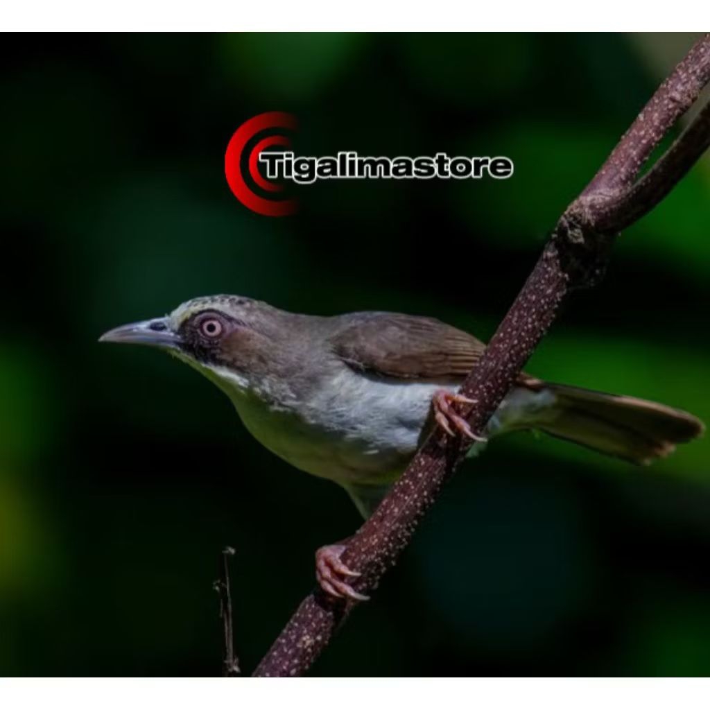 BURUNG OPYOR PARUH TEBAL JANTAN PILIHAN