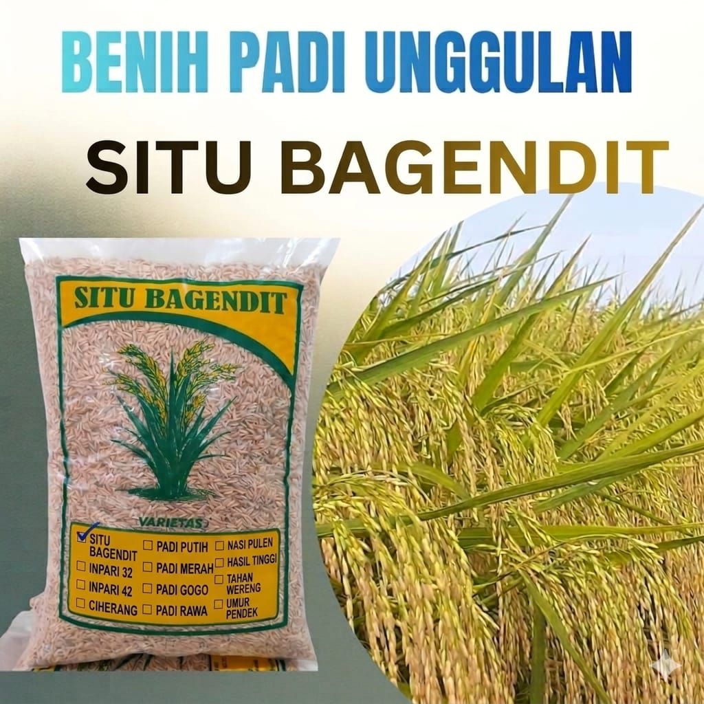 benih padi situbagendit. benih padi unggul situ bagendit kemsan 5kg