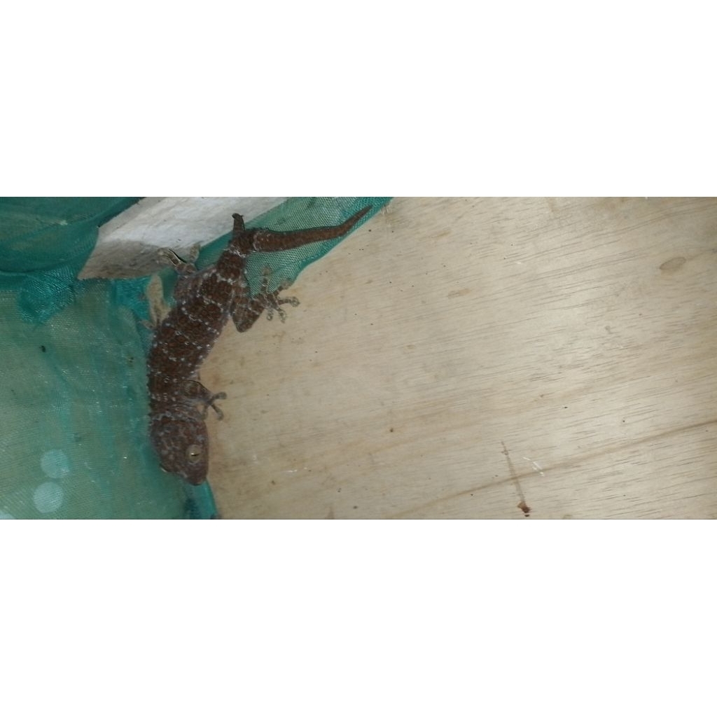 tokek hidup ekor cabang 2