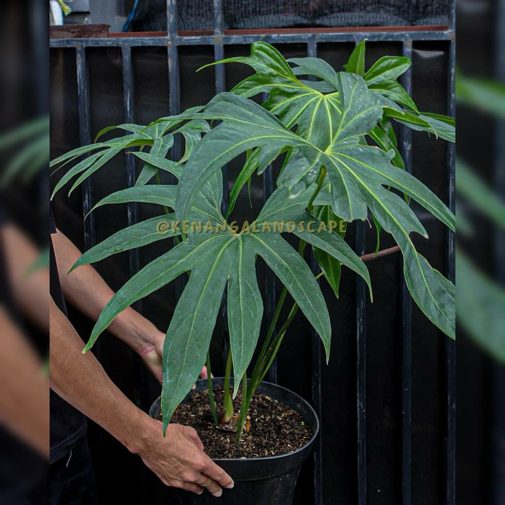 Anthurium jari | Tanaman antorium jari | Anthurium predatorium