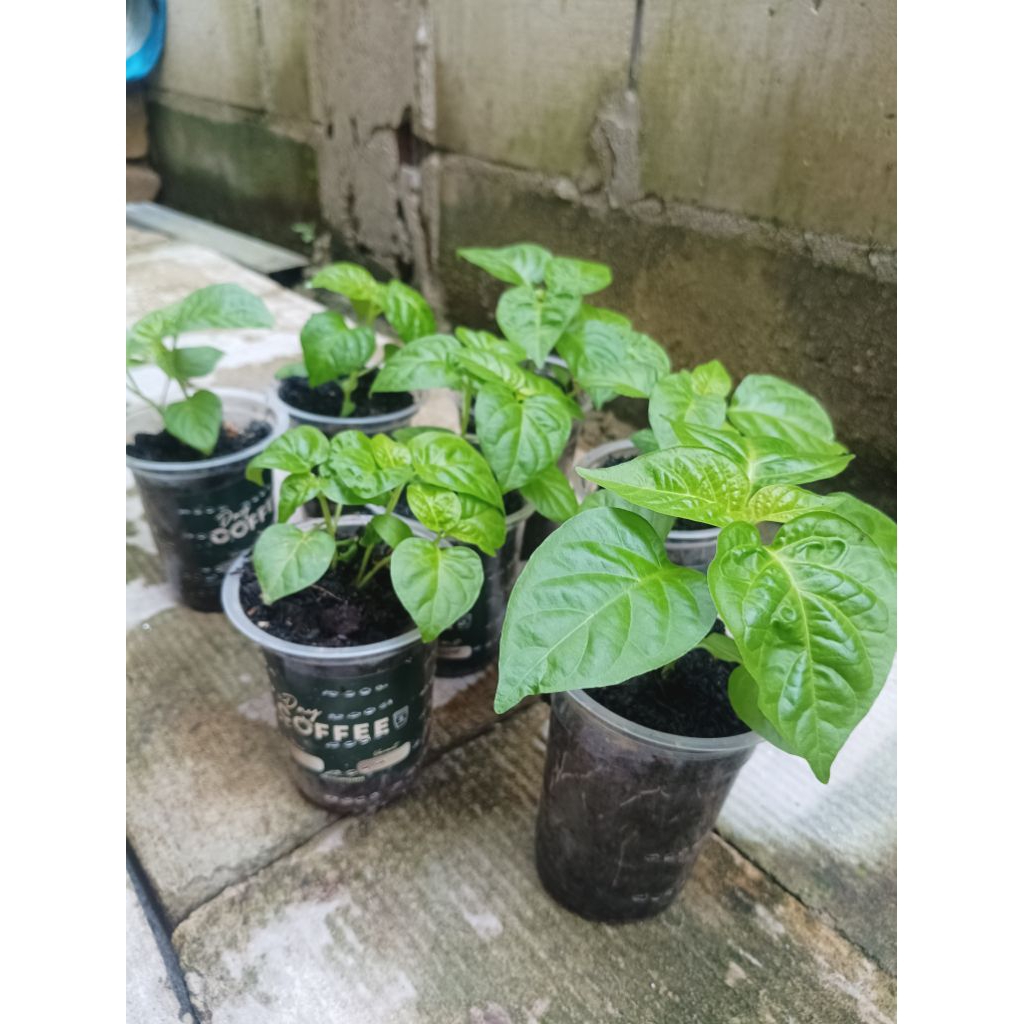 BIBIT CABE KATOKKON,CABE PEDAS ASAL TORAJA,CABE UNTUK PENCINTA PEDAS