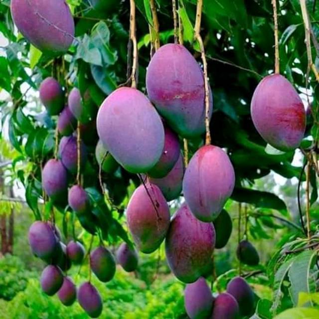 Bibit / Pohon Mangga Irwin Sambung Pucuk Super Manis Cepat Berbuah Siap Tanam