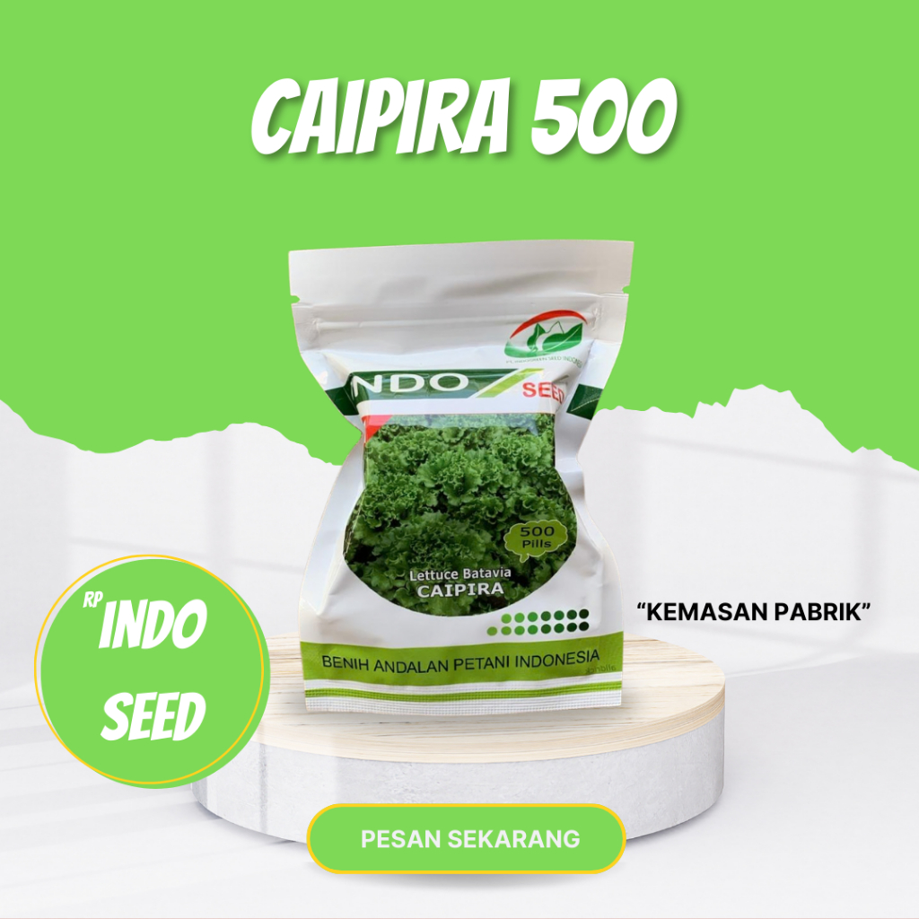 Benih Selada Batavia Caipira Kemasan 500 Pils Asli Original Pabrik / Benih Selada Caipira