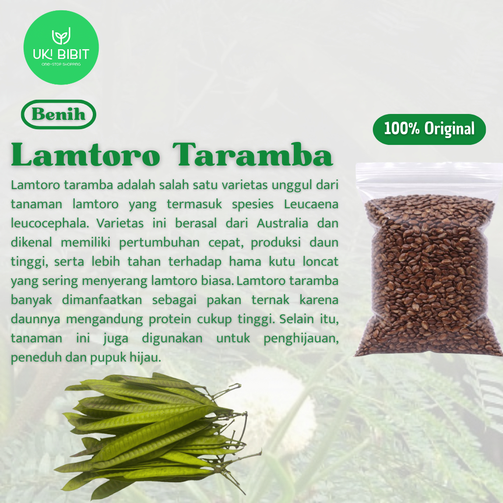 ( 500 Butir ) Benih Biji Lamtoro Taramba Hijauan Pakan Ternak | Leucaena Leucocephala