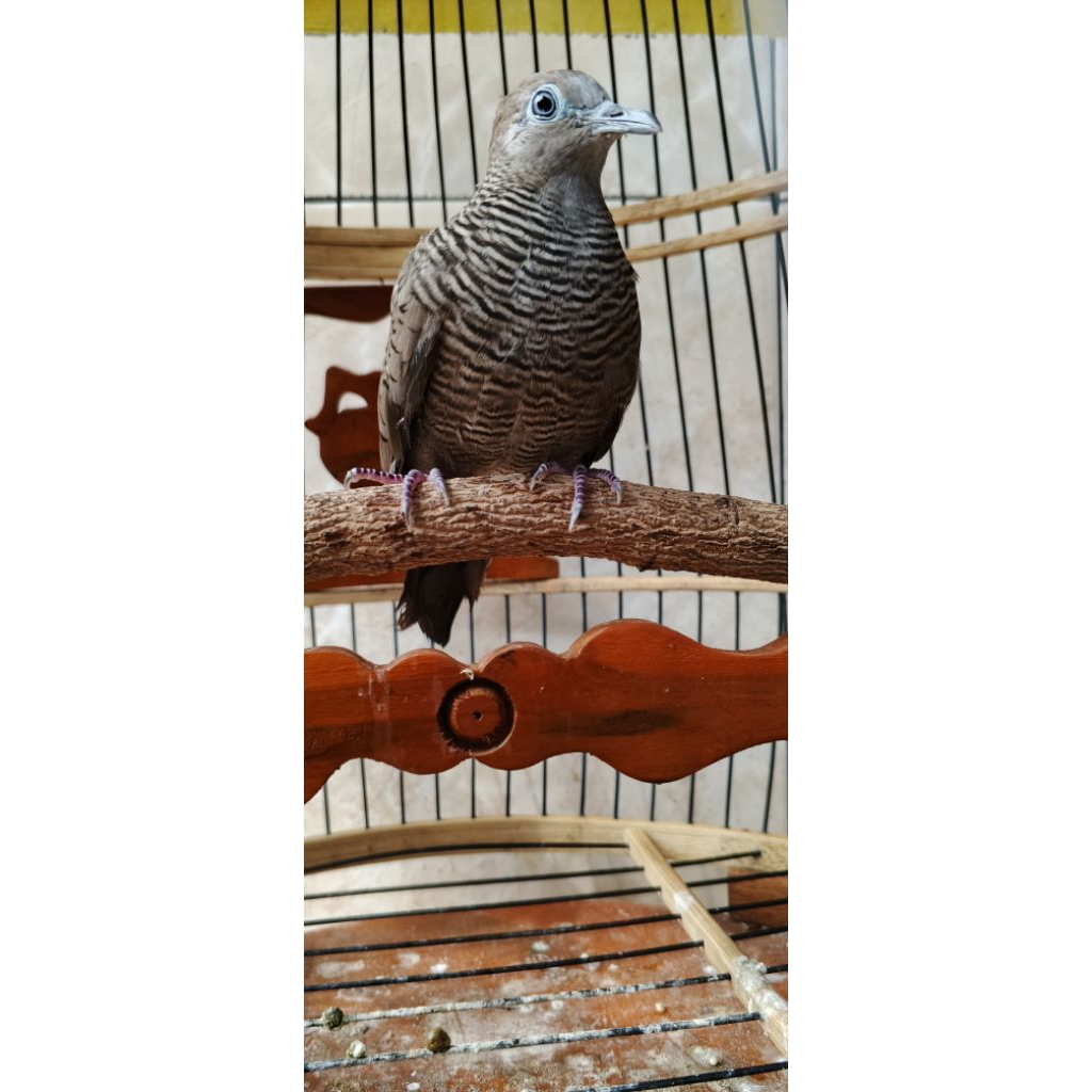 perkutut cemani mojopahit jantan dewasa/llampung& Jambi bisa kirim