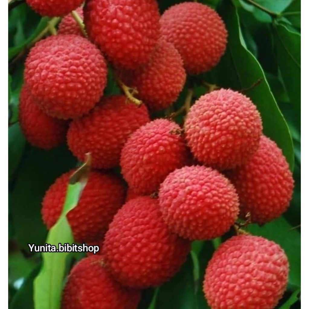 Bibit leci merah manis sudah siap berbuah live