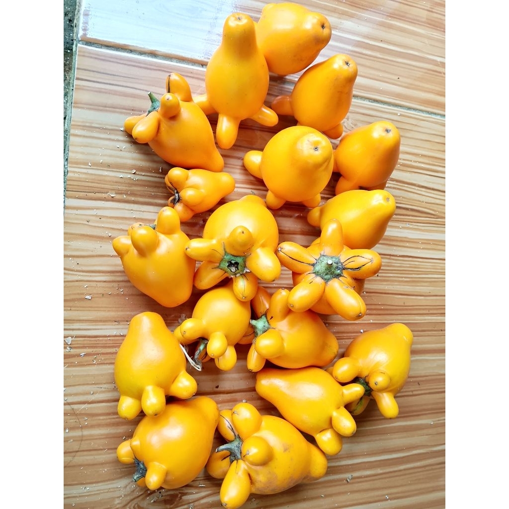 Terong susu / terong panda Fres/ 5 buah siap kirim