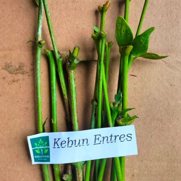 entres jambu air sugar barbie 5 mata tunas