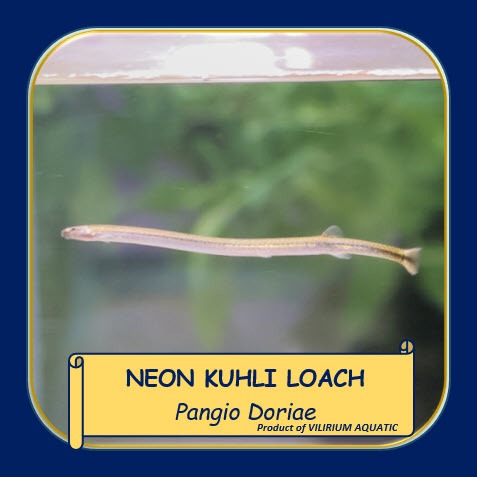 IKAN HIAS AIR TAWAR - KUHLILOACH NEON / KUHLI LOACH NEON / NEON KHLI LOACH (IKAN AQUASCAPE) IKAN PEM