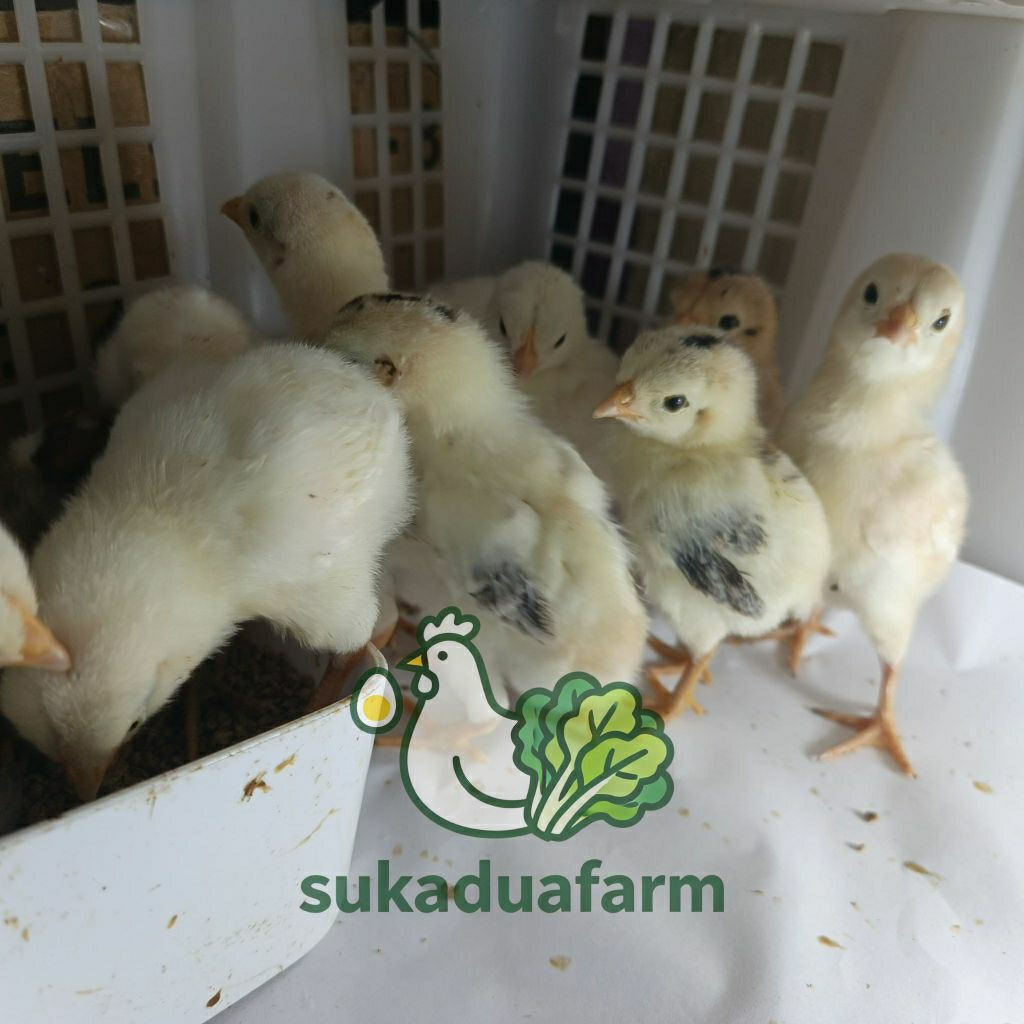 DOC Ayam Elba petelur sampai usia 2bulan khusus pengiriman instan