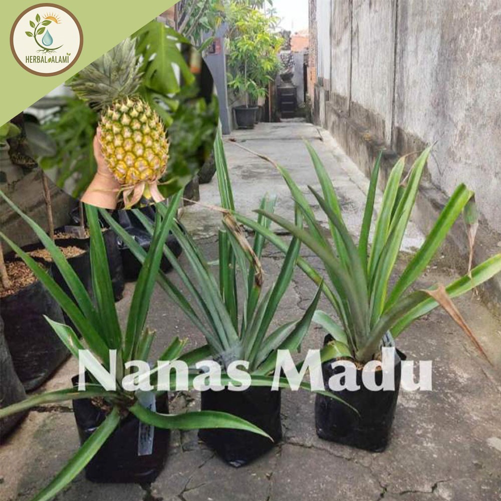 Bibit nanas madu Subang || MD2|| tunas