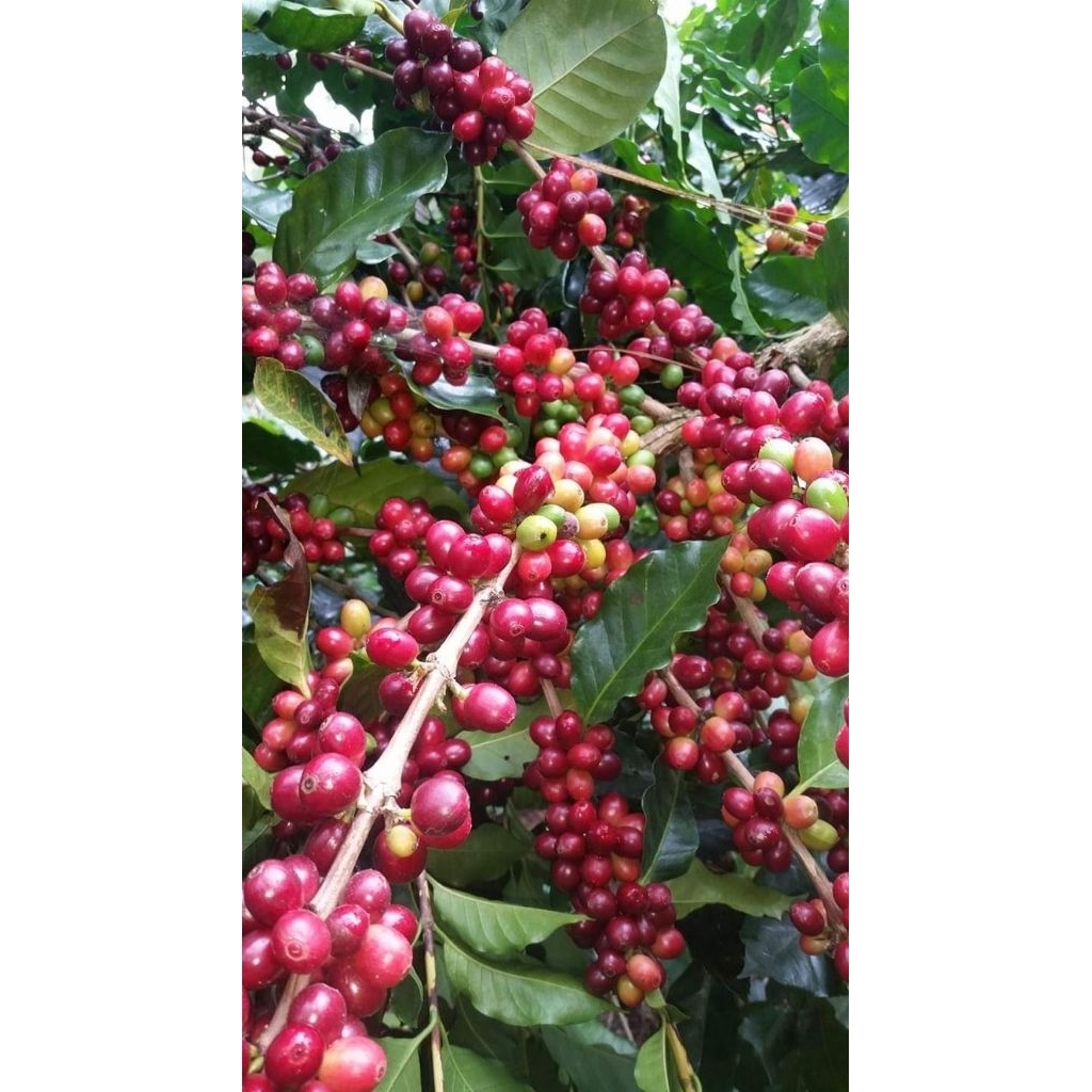 bibit kopi robusta kualitas terbaik