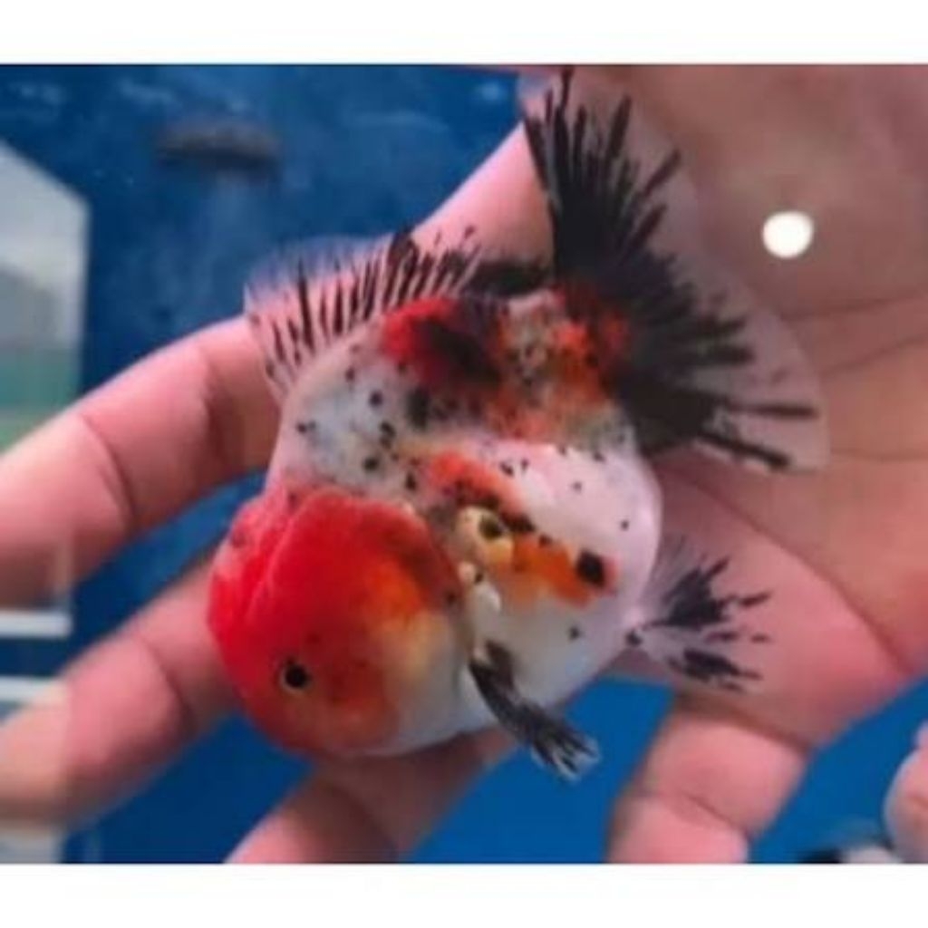 mainan ikan koki panca warna ukuran 10cm