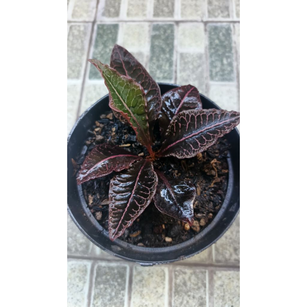 Euphorbia Francoisi 1