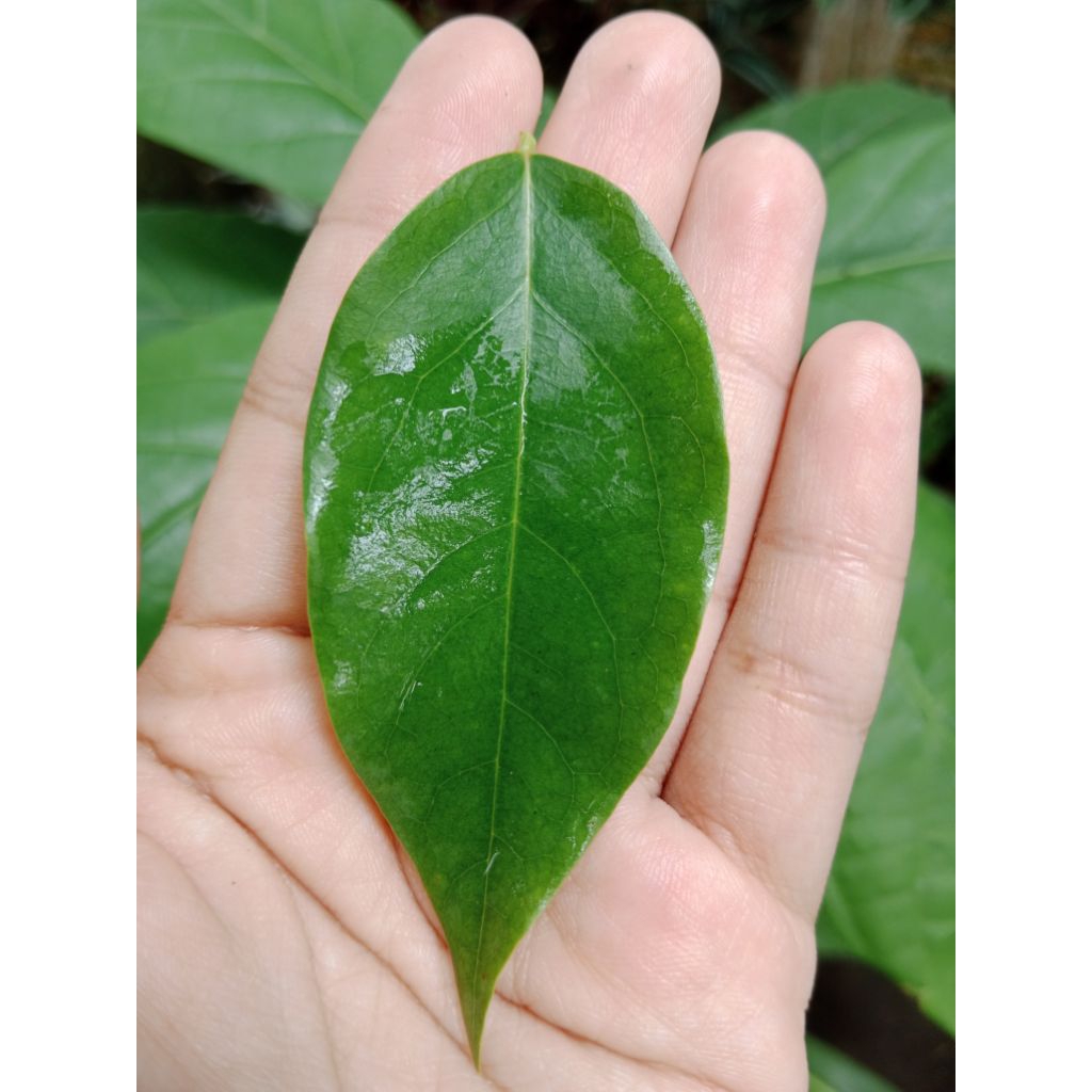 Daun Ceremai Segar per helai | Daun Cermai Segar