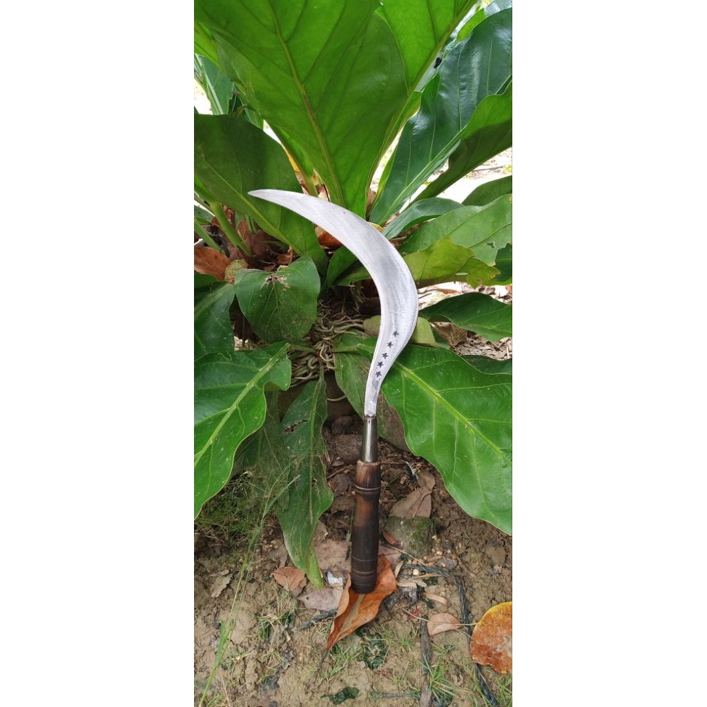 aret rumput bintang lima