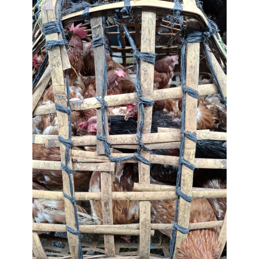 AYAM MERAH PETELUR AFKIR UKURAN BESAR SIAP POTONG