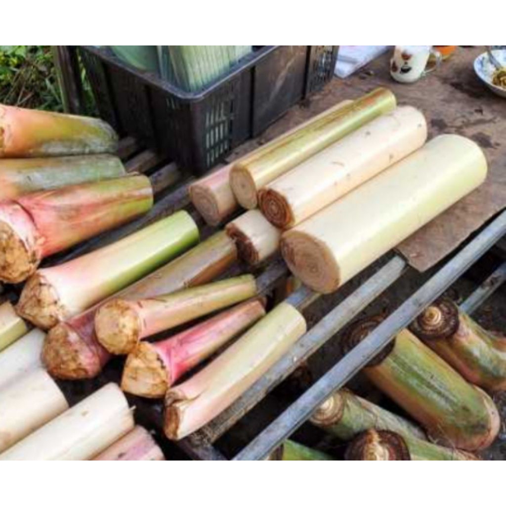 GEDEBOG PISANG/BATANG PISANG