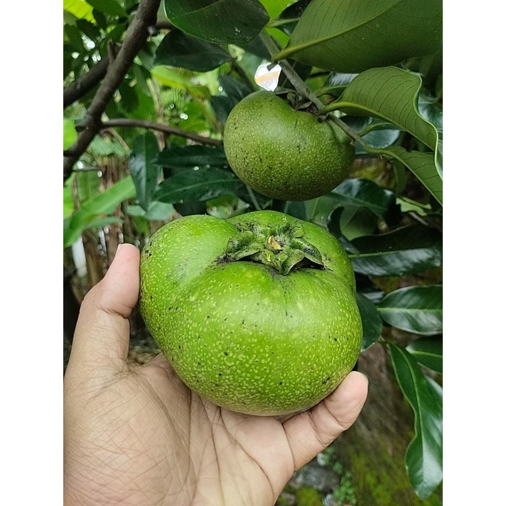 Buah Black Sapote