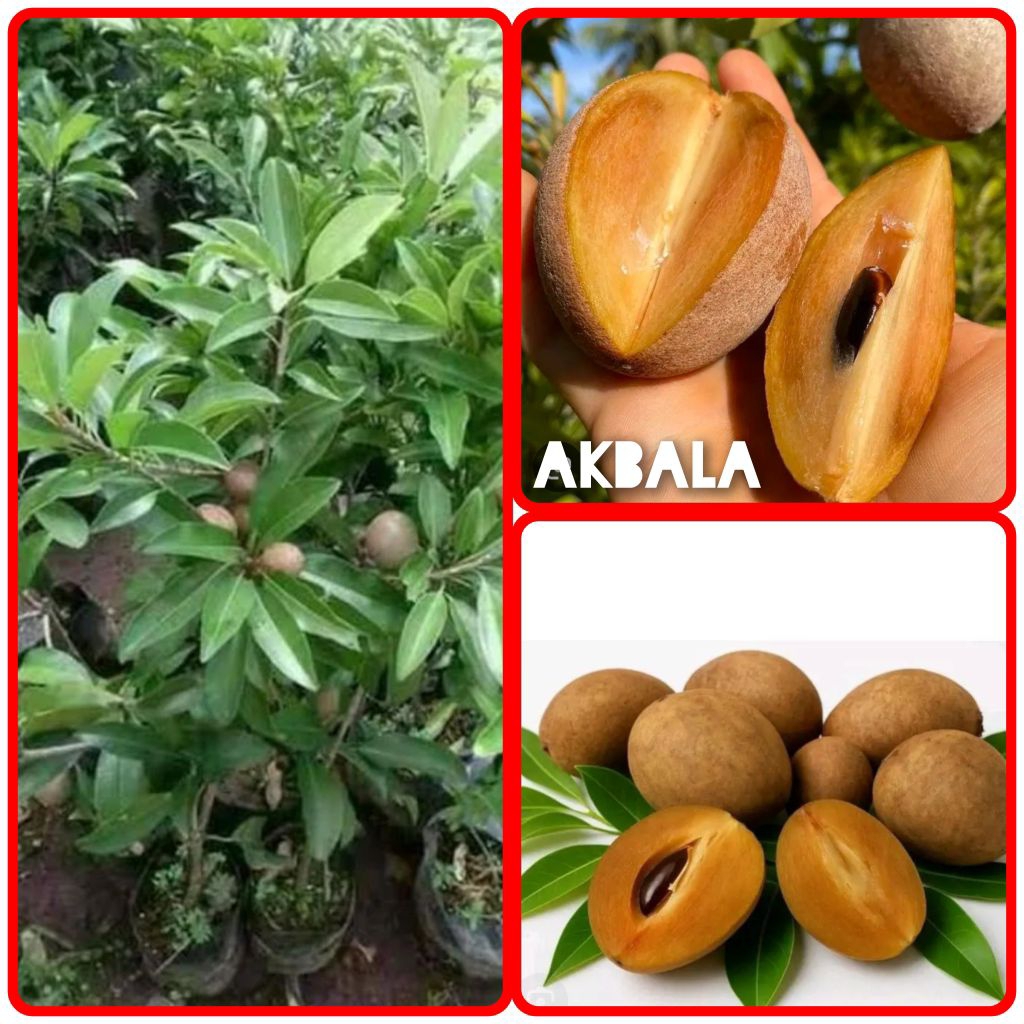 BIBIT SAWO MADU SUDAH BERBUAH