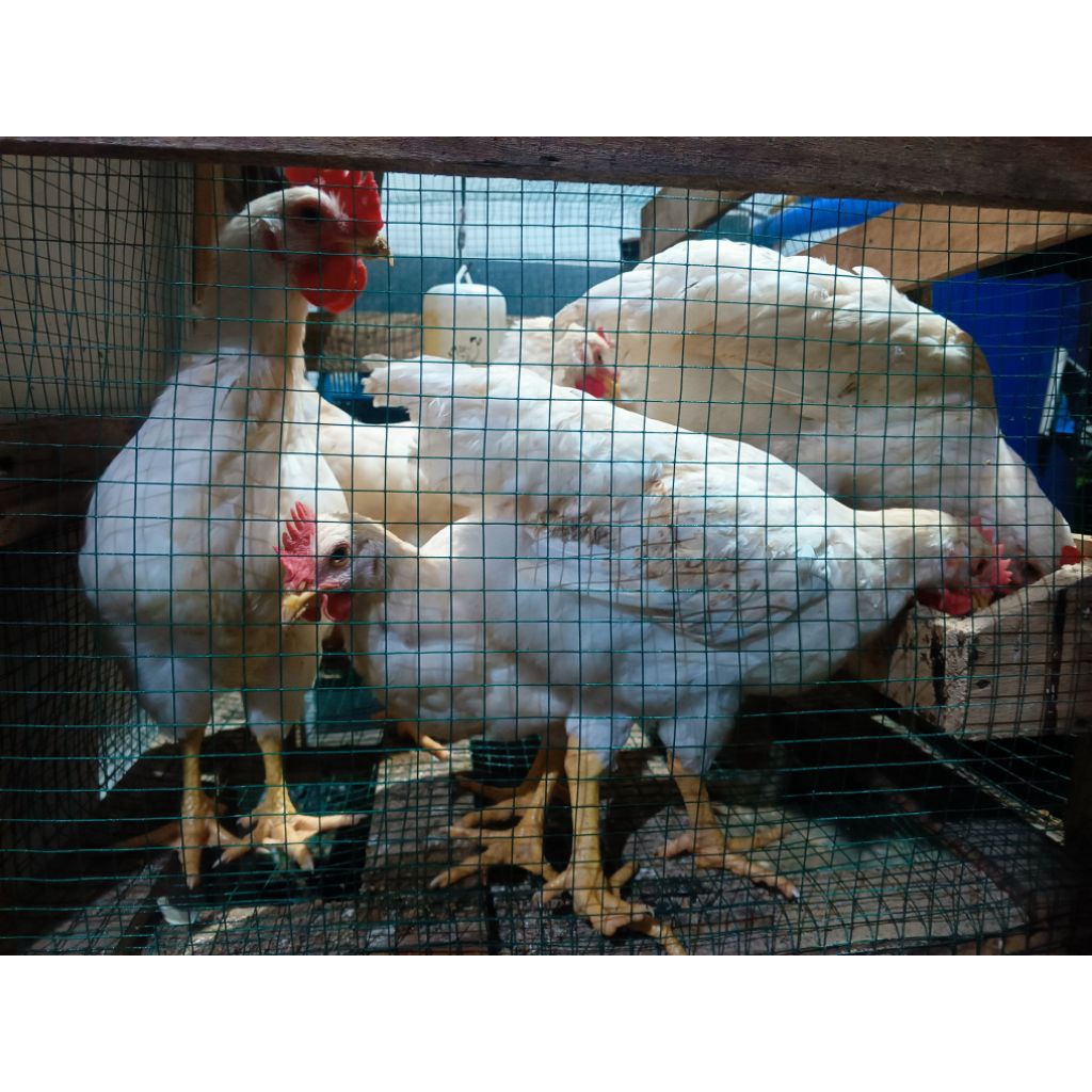 Ayam pejantan petelur Hidup